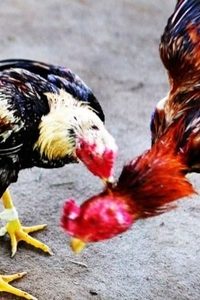 Xổ Số Miền Trung tại XOSO66 – Cách tham gia chi tiết cho người mới