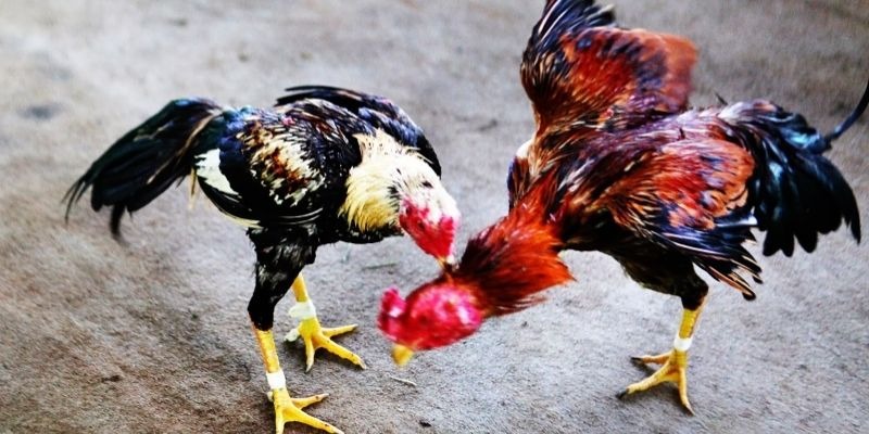 image 51 Blog gà đá bj88 không gian kết nối đam mê chiến kê Các bước xem kiến thức sư kê nhanh chóng