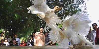 Blog gà đá bj88 không gian kết nối đam mê chiến kê